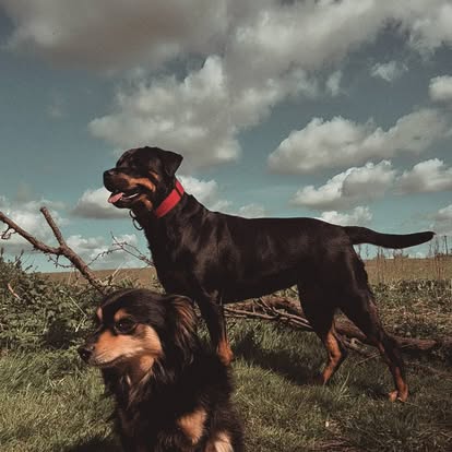 Dogs discovering new outdoor environments